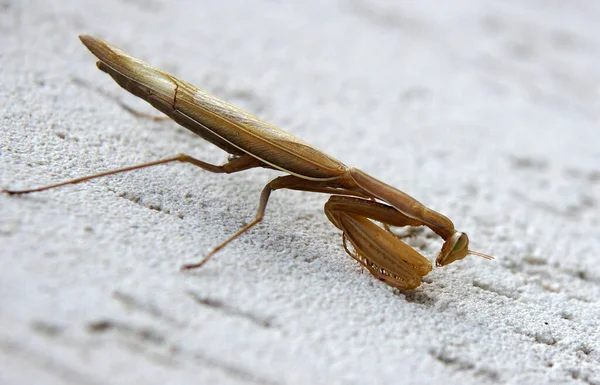 Female European Mantis Praying Mantis Mantis Religiosa Image Local Focusing — Stock Photo, Image