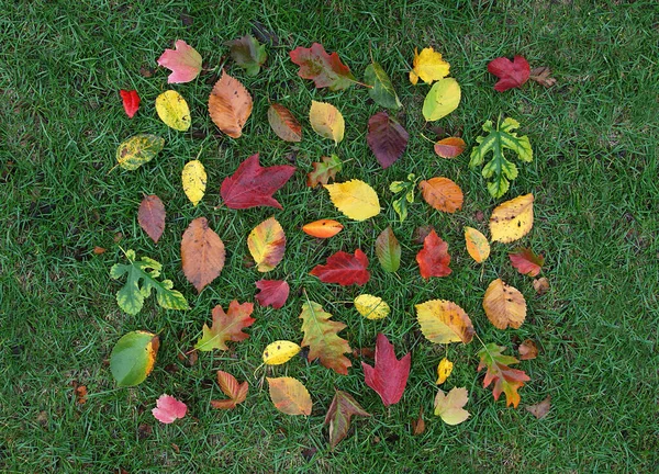 Hojas Coloridas Plantas Sobre Hierba Verde Como Fondo Natural Otoño —  Fotos de Stock