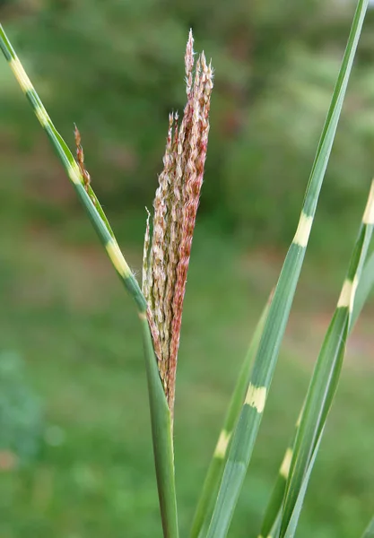 Süslü Çimen Dikenleri Miscanthus Sinensis Zebrinu — Stok fotoğraf