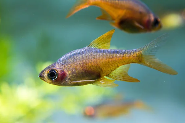 Fire Rasbora Fish Rasboroides Vaterifloris Peces Endémicos Sri Lanka —  Fotos de Stock