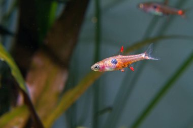 Çilek Rasbora (Boraras naevus)