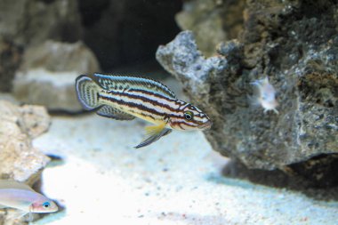 Altın Julie Cichlid (Julidochromis ornatus)