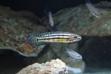 Altın Julie Cichlid (Julidochromis ornatus)