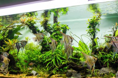 Schooling of freshwater angelfish in planted tank clipart