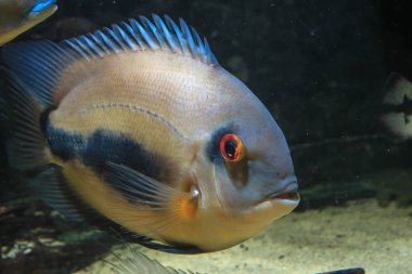 Uaru Cichlid (Uaru amfiacanthoides)
