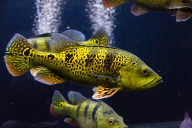 Sarı Tavuskuşu Bası (Cichla kelberi)