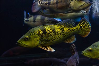 Sarı Tavuskuşu Bası (Cichla kelberi)