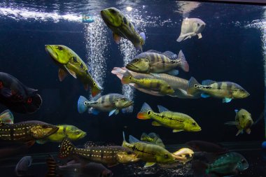 Büyük Akvaryum peacock Bas Eğitimi