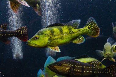 Hibrid tavus kuşu bas (Monoculusxkelberi)