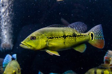Melaniae Peacock bas (Cichla melaniae) Brezilya yırtıcı cichlid