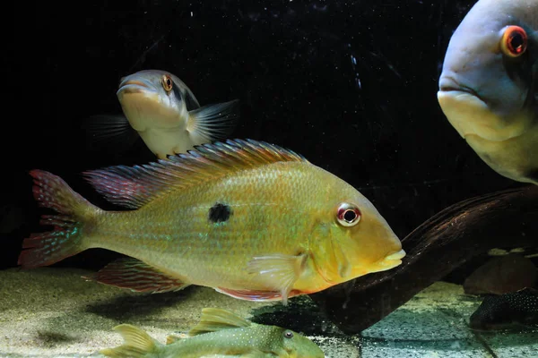 Eartheater Cichlid Geophagus Dicrozoster — Stock Photo, Image