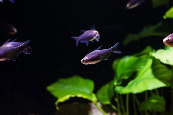 Černý Císař Tetra Fish Nematobrycon Palmeri Var Černá — Stock fotografie