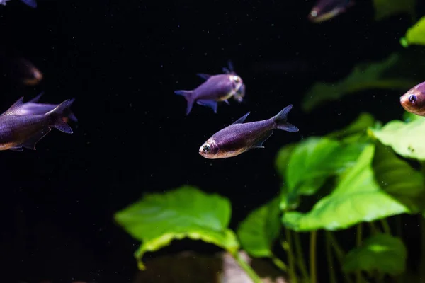 Czarny Cesarz Tetra Fish Nematobrycon Palmeri Var Czarny — Zdjęcie stockowe