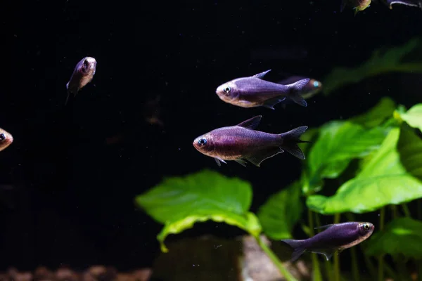 Black Emperor Tetra Fish Nematobrycon Palmeri Var Black — Stock Photo, Image