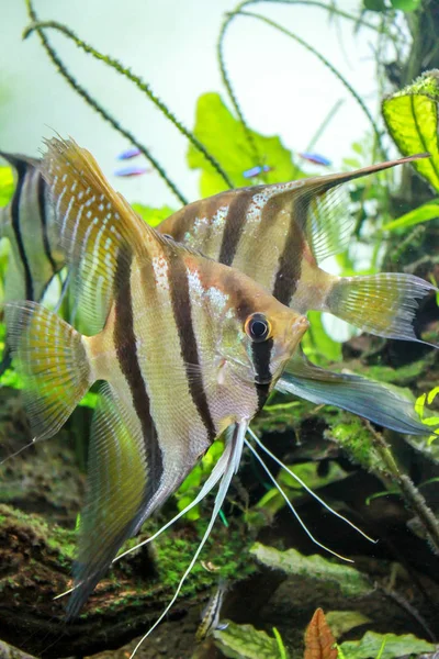 Santa Isabel Angelfish Pterophyllum Também Conhecido Por Red Back Altum — Fotografia de Stock