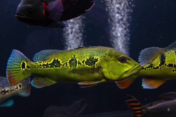 Cichla Orinocensis Orinoco Påfågel Bas — Stockfoto