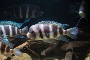 Frontosa Cichlid (Cyphotilapia frontosa) Tanganyika Gölü endemik Cichlid. Onlar Okul balık ve Maternal Mouthbrooder vardır