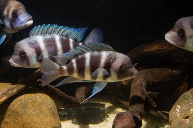 Frontosa Cichlid (Cyphotilapia frontosa) Tanganyika Gölü endemik Cichlid. Onlar Okul balık ve Maternal Mouthbrooder vardır