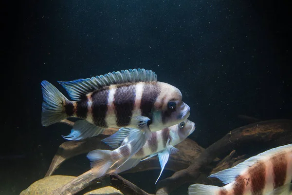 Frontosa Cichlid Cyphotilapia Frontosa Endemic Cichlid Lake Tanganyika Schooling Fish — Stock Photo, Image