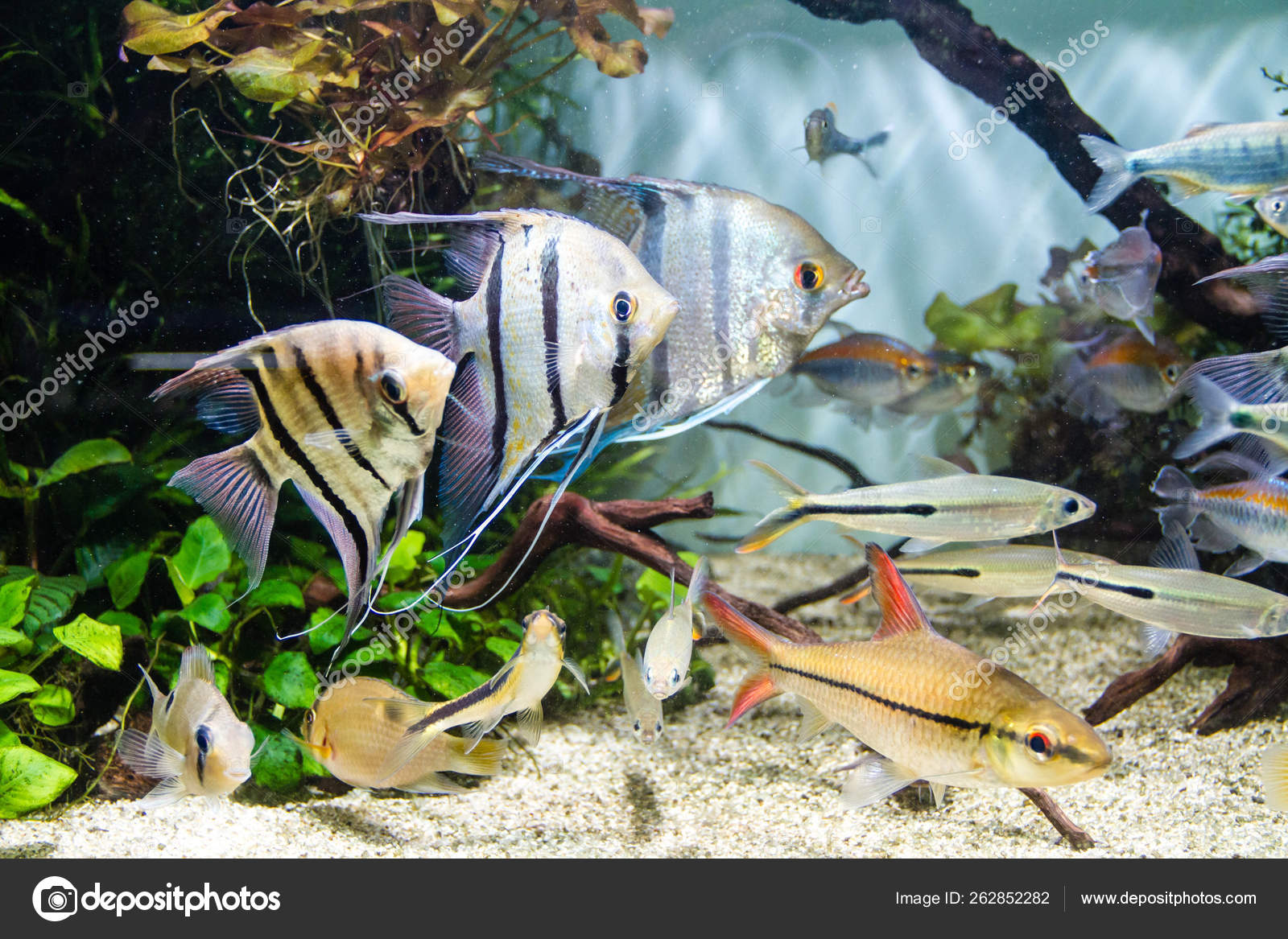 angelfish petsmart