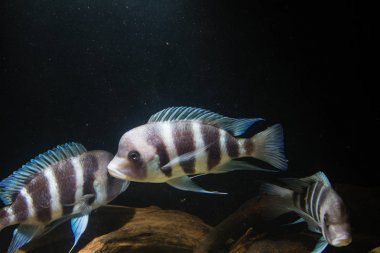 Frontosa Cichlid (Cyphotilapia frontosa) Tanganyika Gölü endemik Cichlid. Onlar Okul balık ve Maternal Mouthbrooder vardır