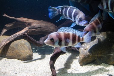 Frontosa Cichlid (Cyphotilapia frontosa) Tanganyika Gölü endemik Cichlid. Onlar Okul balık ve Maternal Mouthbrooder vardır
