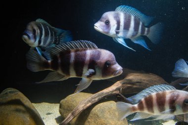 Frontosa Cichlid (Cyphotilapia frontosa) Tanganyika Gölü endemik Cichlid. Onlar Okul balık ve Maternal Mouthbrooder vardır