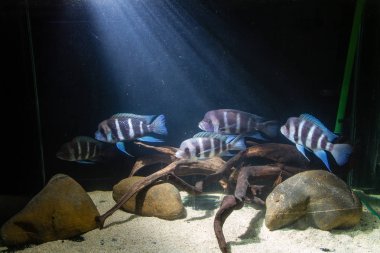 Frontosa Cichlid(Cyphotilapia frontosa) Endemic Cichlid from Lake Tanganyika. They are Schooling fish and Maternal Mouthbrooder clipart