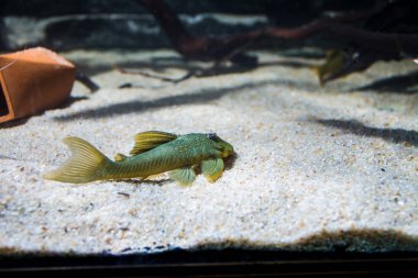 Yeşil Phantom Pleco (Hemiancistrus subviridis) L200