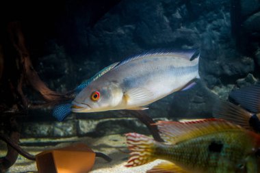 Pike çikliti (Crenicichla sp.)