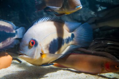 Uaru Cichlid (Uaru amfiacanthoides)