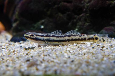Gökkuşağı Stiphodon Goby (Stiphodon maculidorsalis) Tatlı su Yosun yiyici goby, kadın
