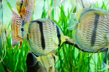 wild Discus (Symphysodon discus) and Wild Angelfish (Pterophyllum scalare) swimming in planted aquarium