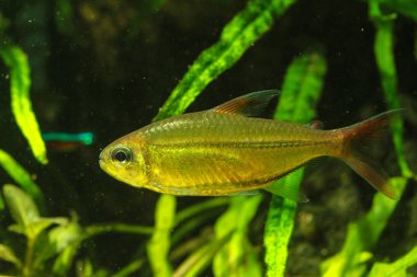 Copei Tetra (Moenkhausia copei) Orinoco nehri güzel tetra balık