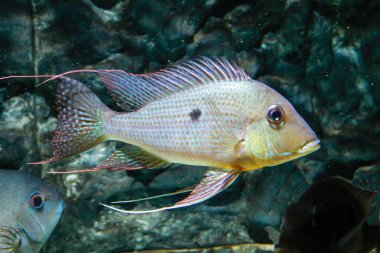 Eartheater Cichlid (Geophagus altifrons) clipart