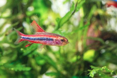 Siyah Darter Tetra (Poecilocharax weitzmani)