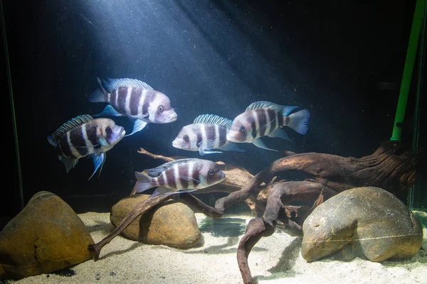 Frontosa Cichlid Cyphotilapia Frontosa Endemic Cichlid Lake Tanganyika Schooling Fish — Stock Photo, Image
