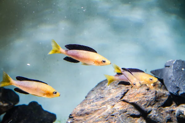 Tricolor Leptosoma Cichld Kykyperchromis Leptosoma Žlutá Hlavice Triolor — Stock fotografie