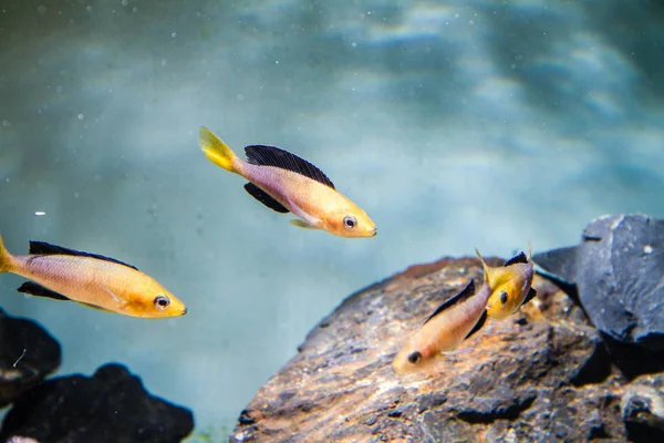 Tricolor Leptosoma Cichld Cyprichromis Leptosoma Sarı Kafa Tricolor — Stok fotoğraf