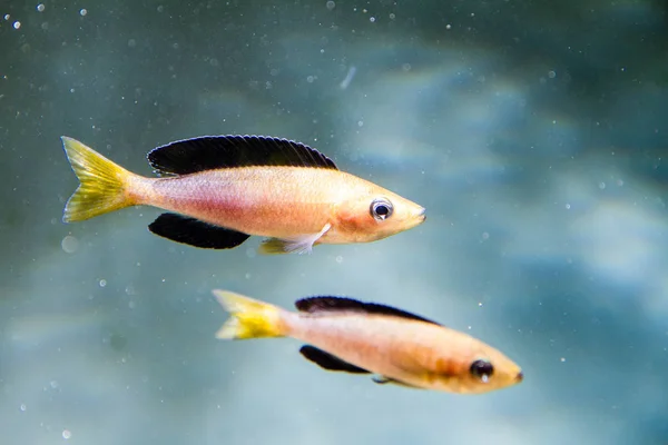 Триколор Лептосома Цихльда Cyprichromis Leptosoma Yellow Head Tricolor — стоковое фото