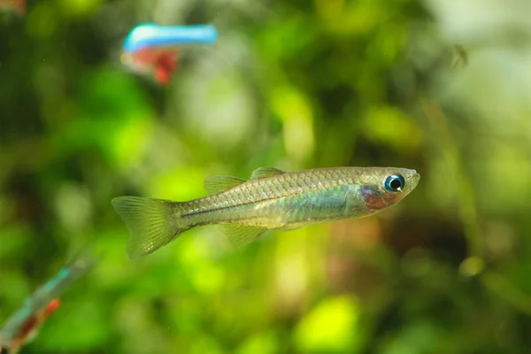 Tenellus Blauäugiger Regenbogenfisch Oder Zarter Blauauge Pseudomugil Tenellus — Stockfoto