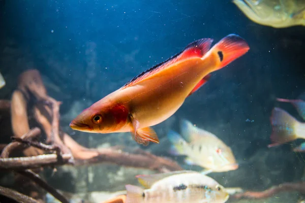 Atabapo Cichlid Pique Vermelho Crenicichla Lugubris — Fotografia de Stock