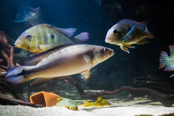 Pike Cichlid Crenicichla — Stock Photo, Image