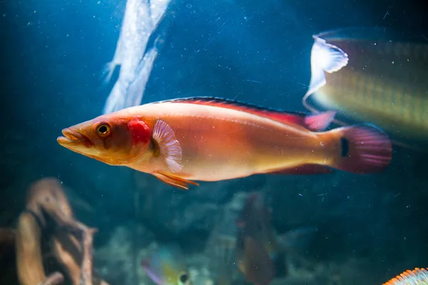 Atabapo Red Pike Cichlid Crenicichla Lugubris — Stock Photo, Image