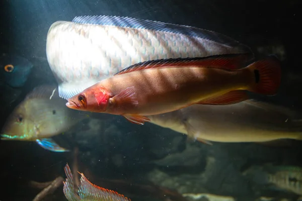 Atabapo Red Pike Cichlid Crenicichla Lugubris — Stock Photo, Image