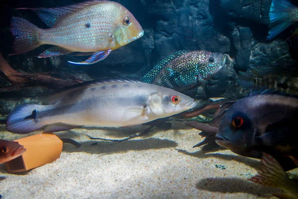 Pike Cichlid Eartheater Cichlid — Stock Photo, Image