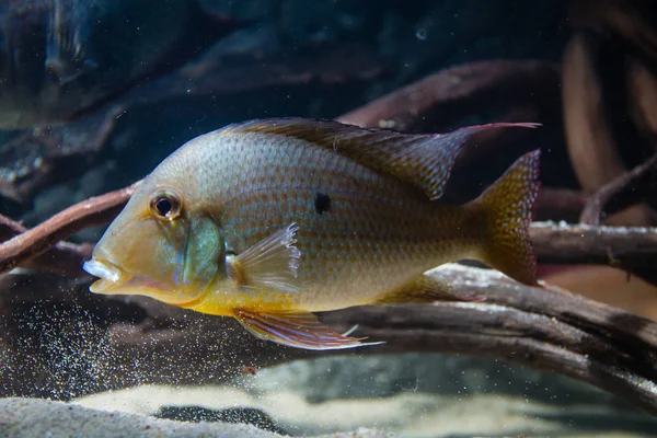 Eartheater Cichlid Geophagus Altifrons — Stock Photo, Image