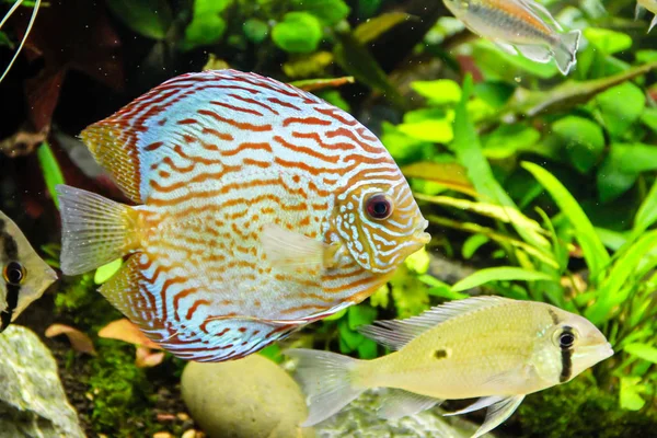 Discus Fisk Planterade Akvarium — Stockfoto