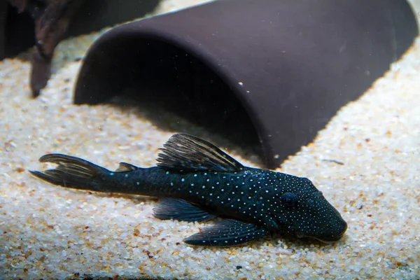 Blue Phantom Pleco Hemiancistrus 128 — Fotografia de Stock