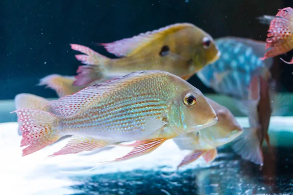Auricolare Cichlid Geophagus Altifrons — Foto Stock